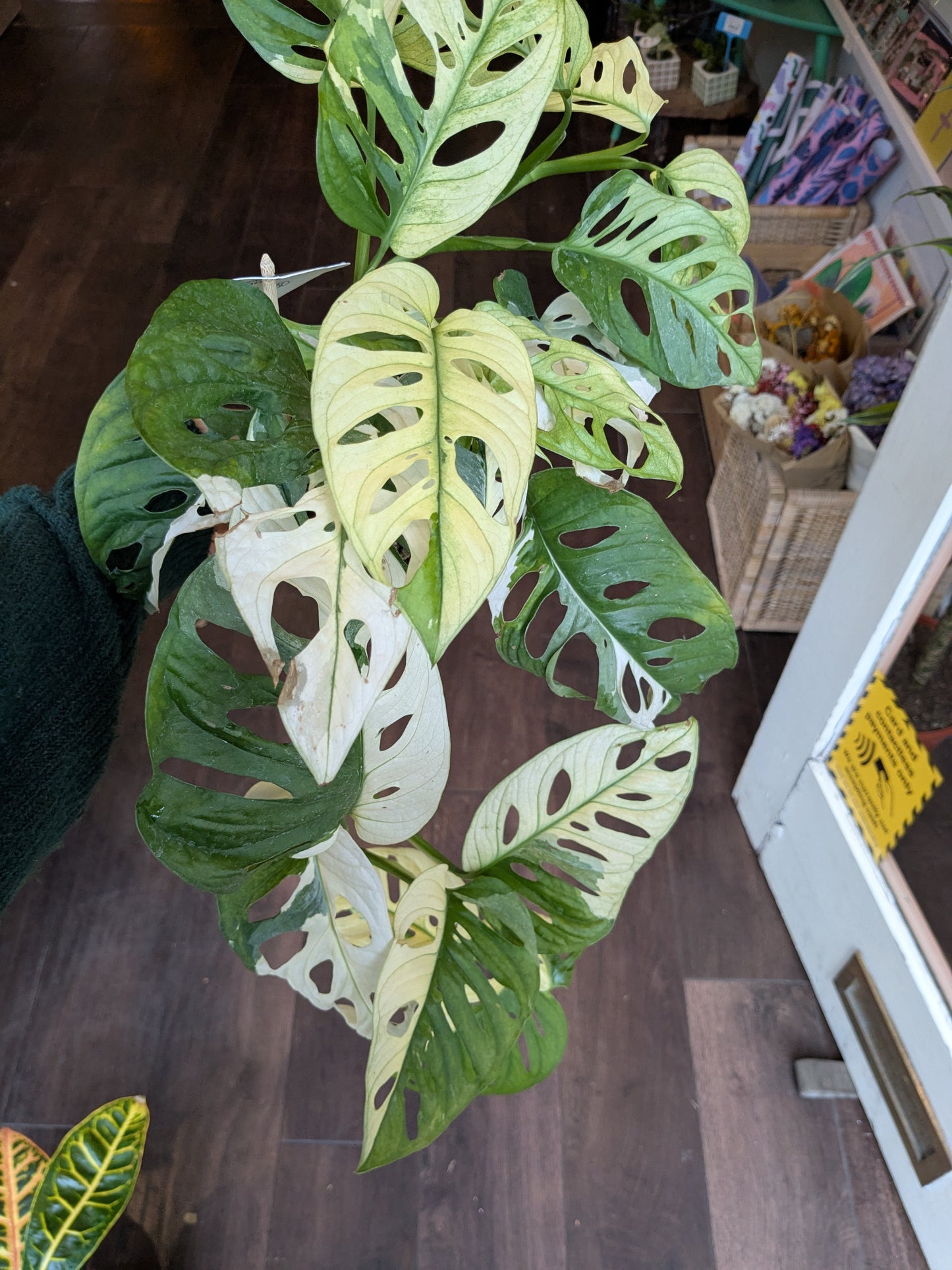 Monstera plant with green and white leaves on a wooden floor.