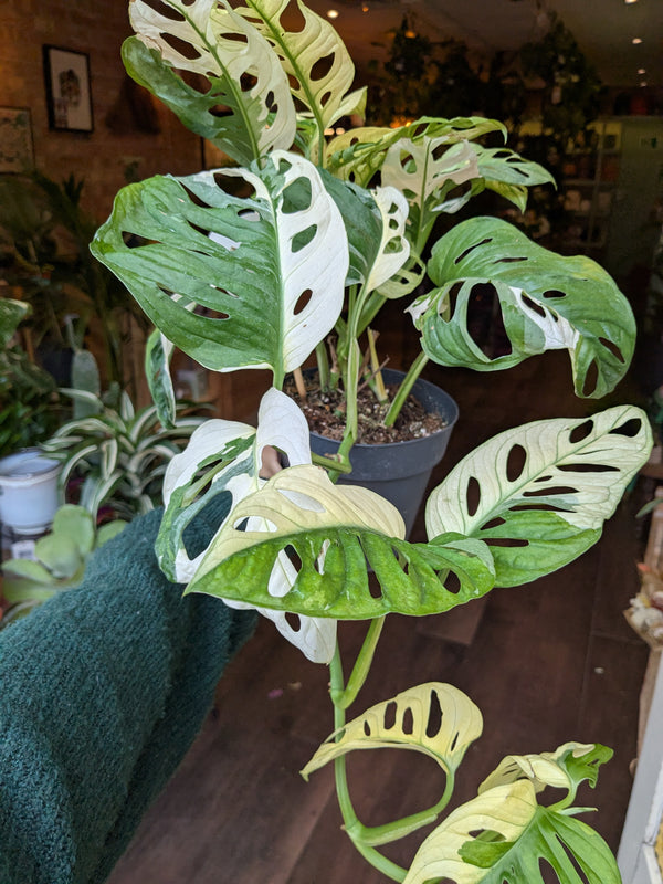 Monstera plant with white edges in a pot, held by a person wearing a green sweater.