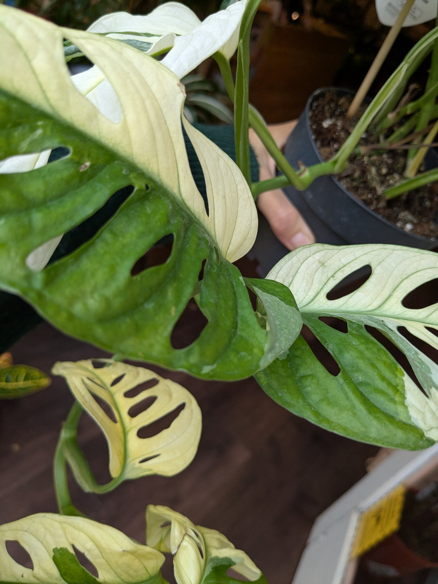 Close-up of a Monstera plant with large, perforated leaves.