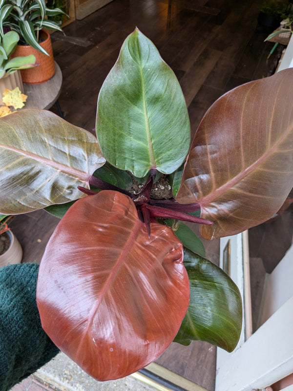 Close-up of a large leafy plant with red and green leaves on a wooden floor.