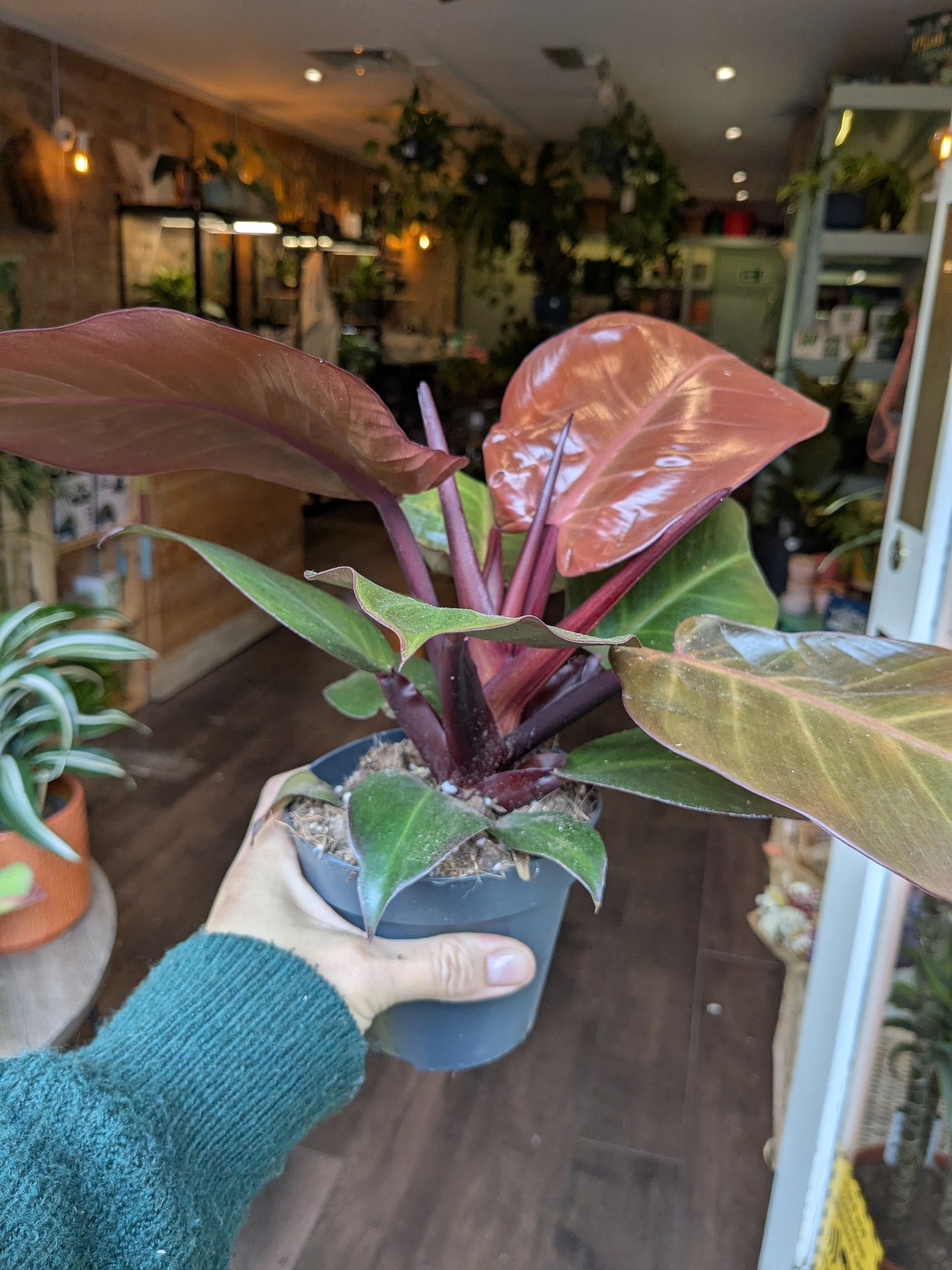 Potted plant held by a person in a store setting