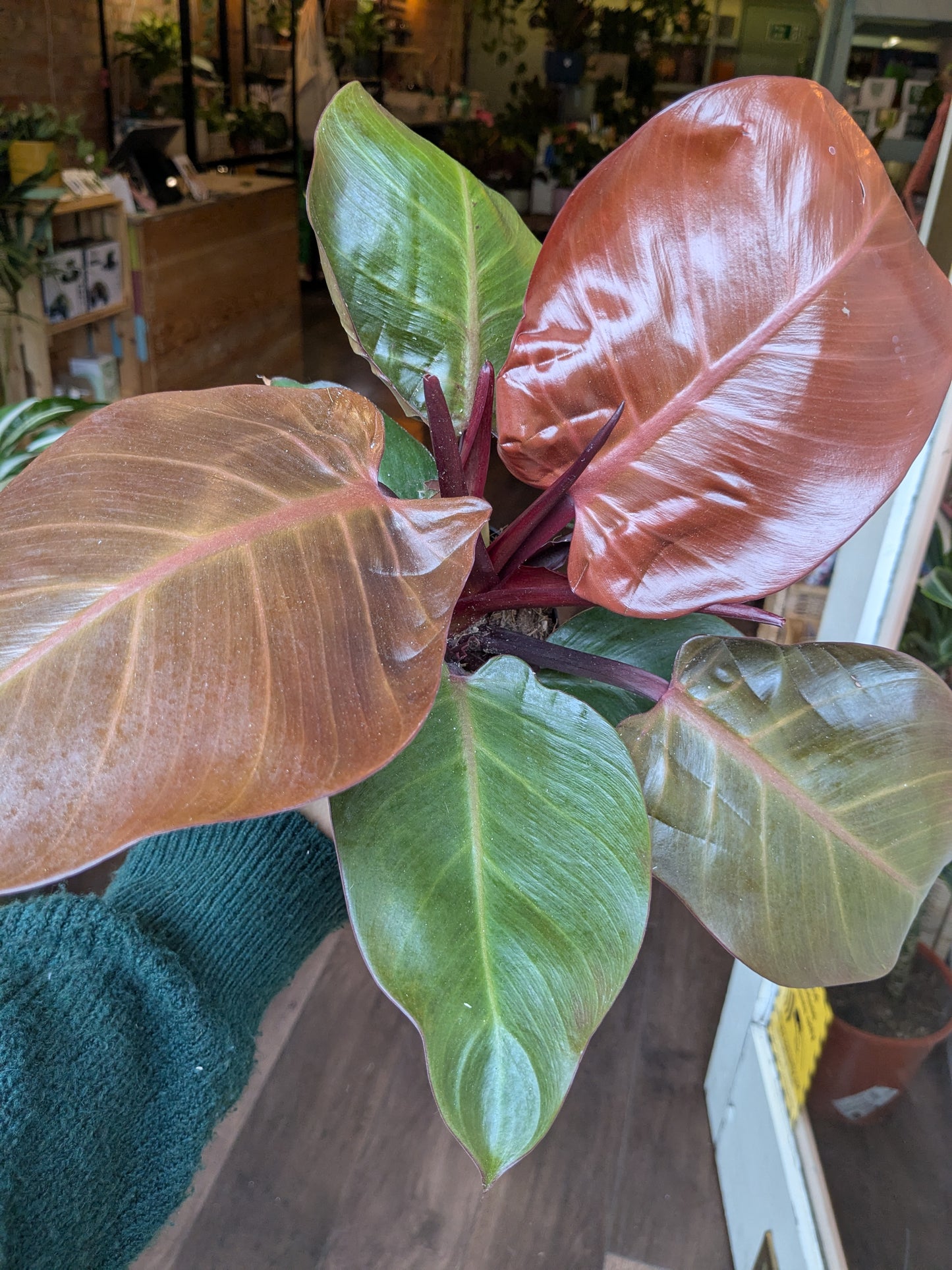 Close-up of a large leafy plant with a blurred indoor background
