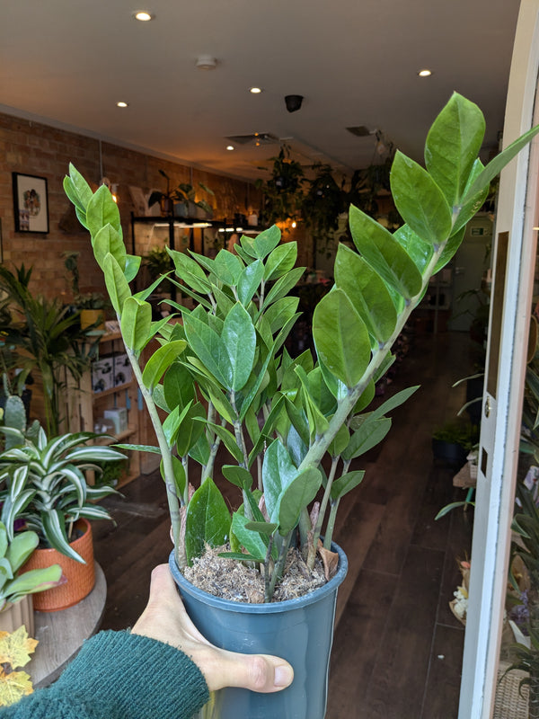 Zamioculcas Zamiifolia - ZZ Plant