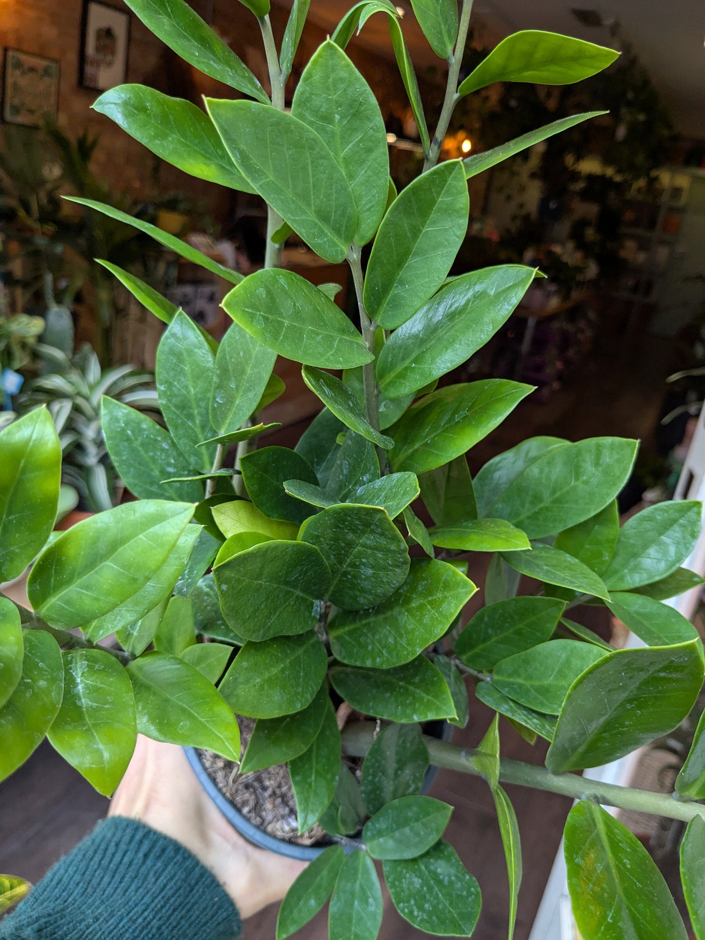 Zamioculcas Zamiifolia - ZZ Plant