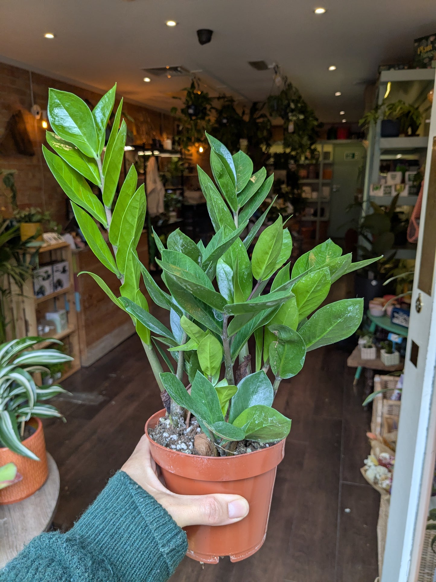 Person holding a potted plant in a store setting