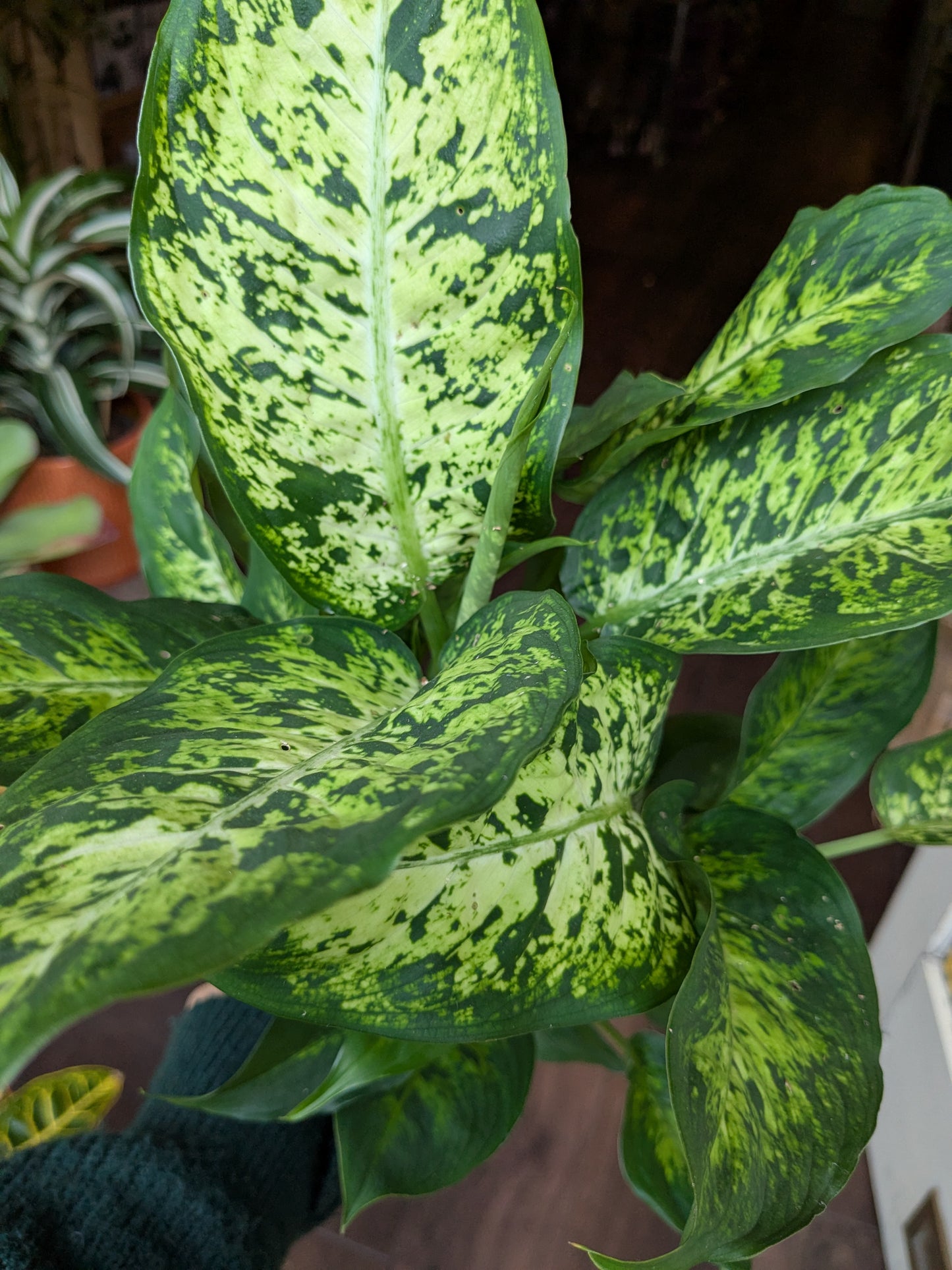 Variegated green and yellow leaves of a houseplant