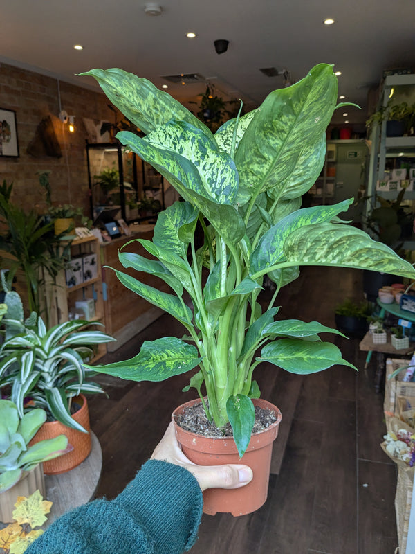 Person holding a potted plant in an indoor setting with other plants and furniture.