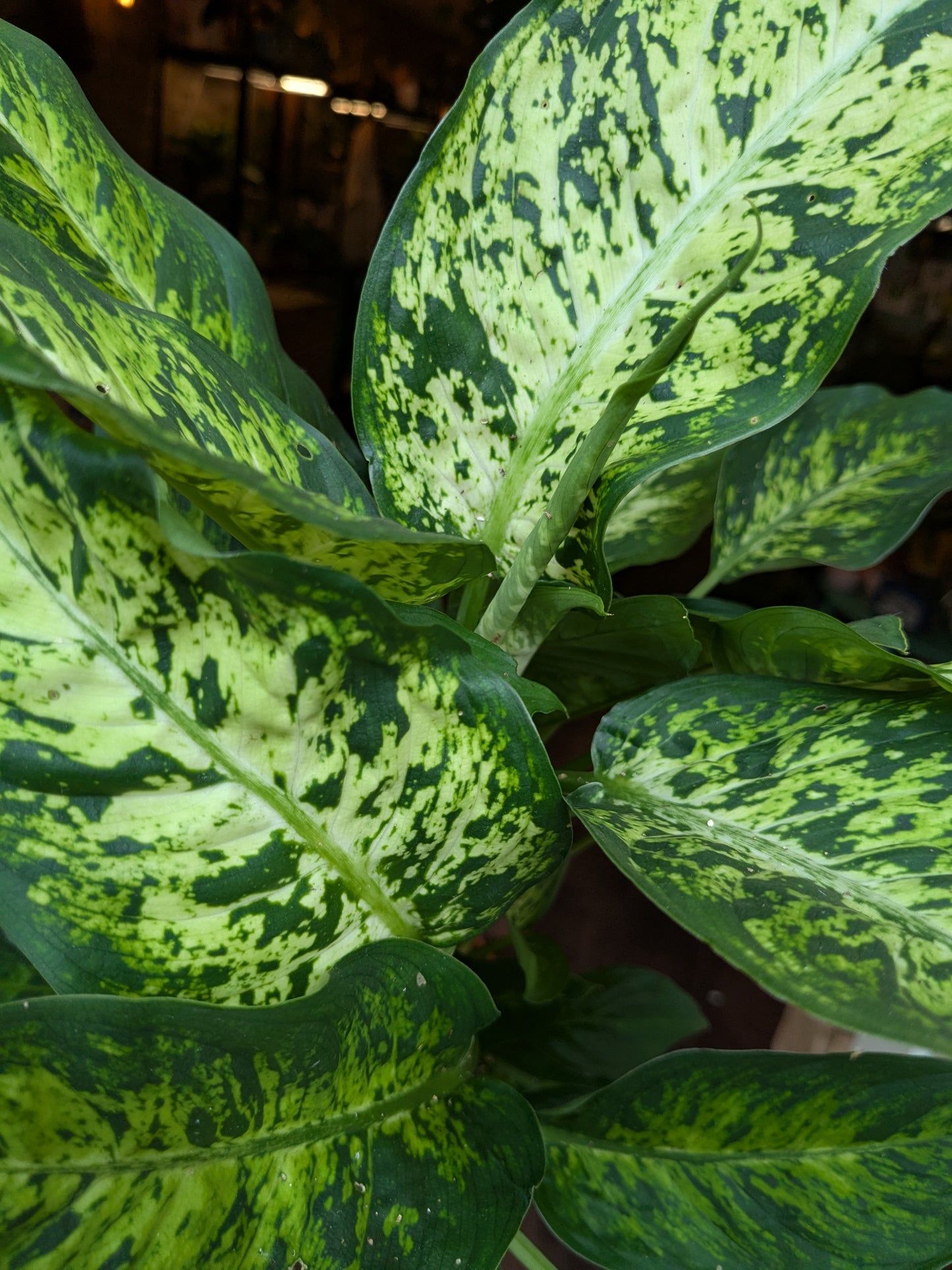 Close-up of a plant with green and yellow leaves