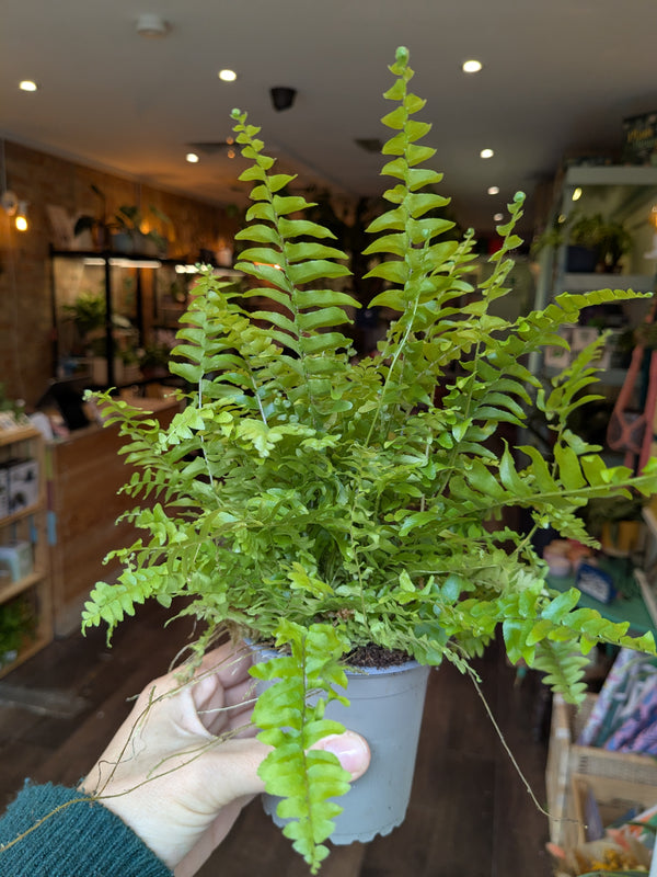 Person holding a potted fern plant indoors
