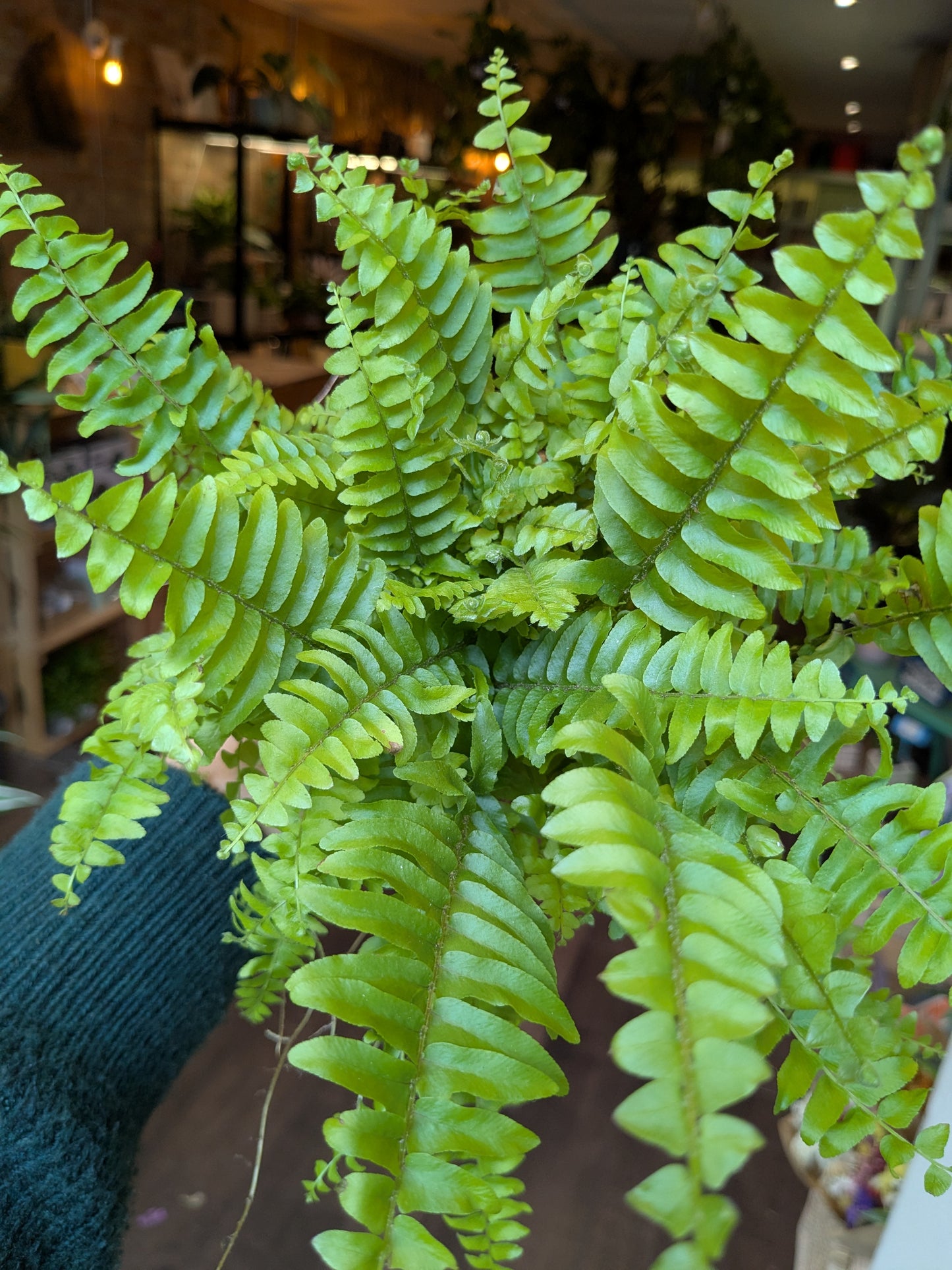 Close-up of a green fern plant with a blurred indoor background