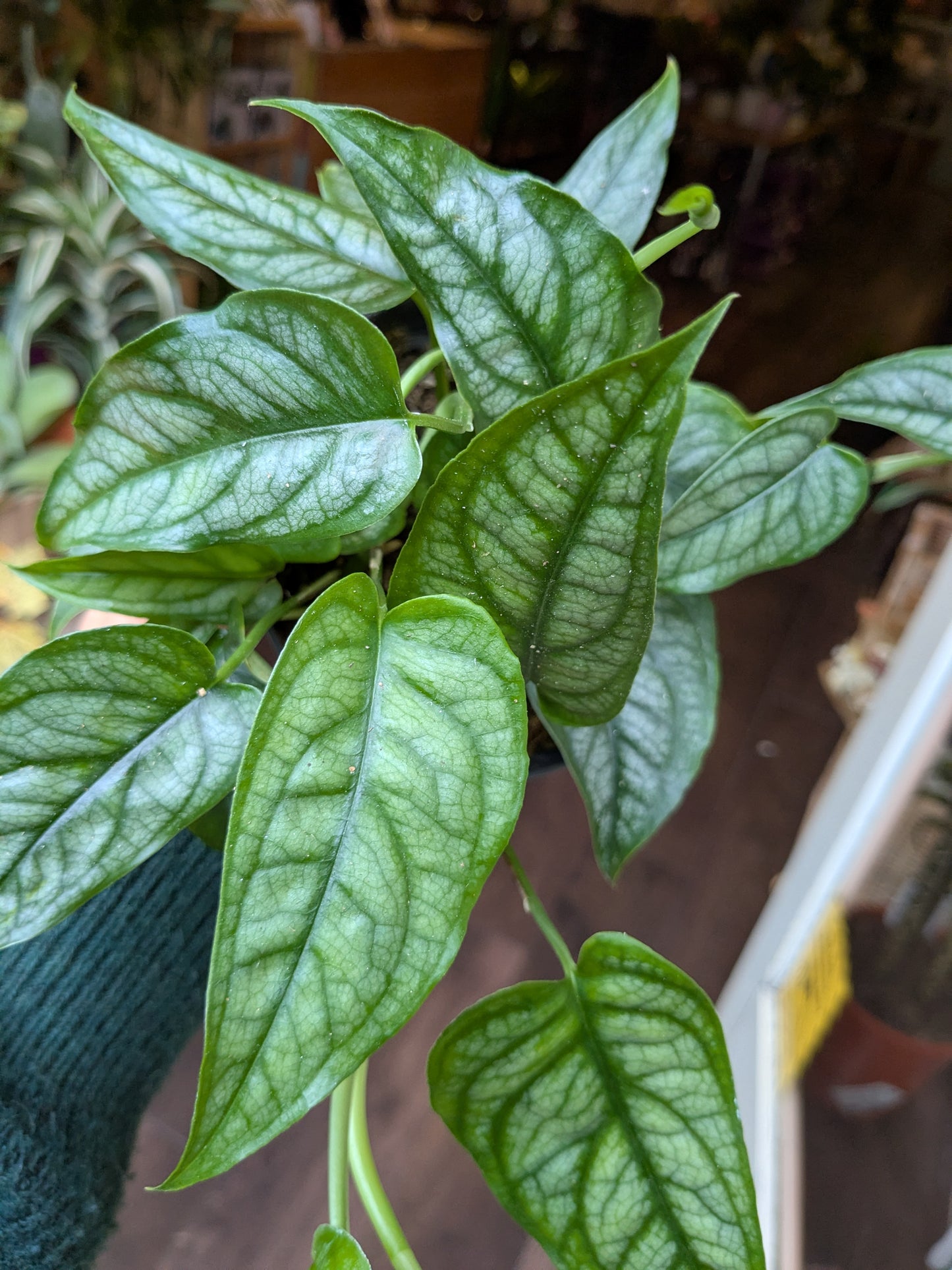Close-up of green leaves with a blurred background