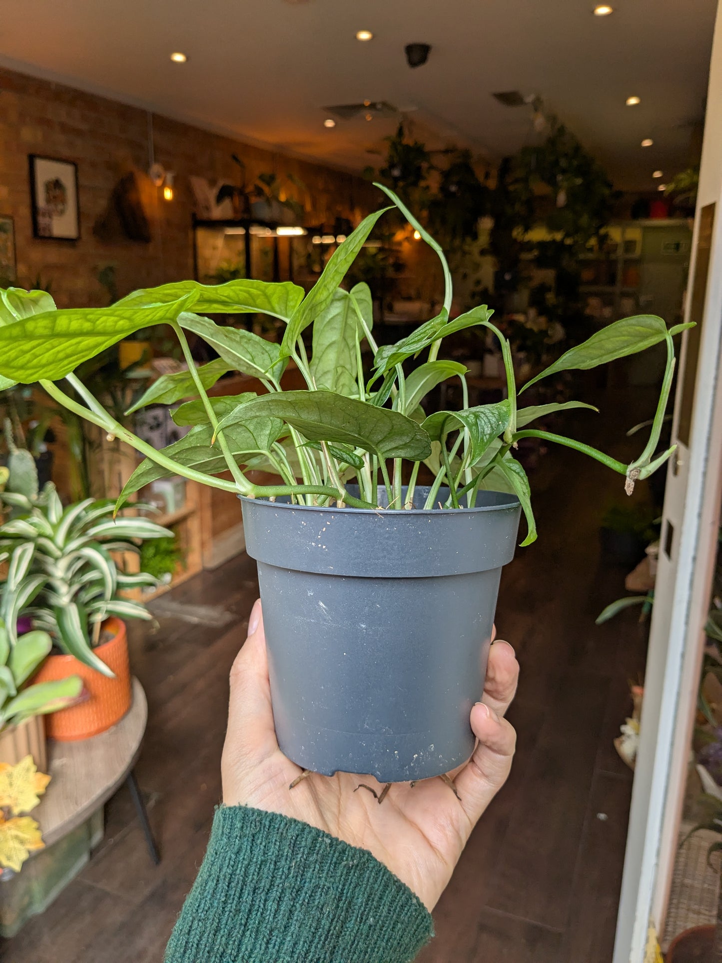 Person holding a potted plant in an indoor setting with other plants in the background.