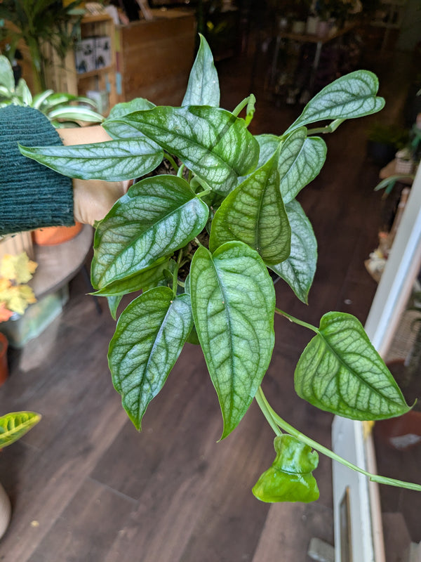 Close-up of a green leafy plant with a blurred indoor background