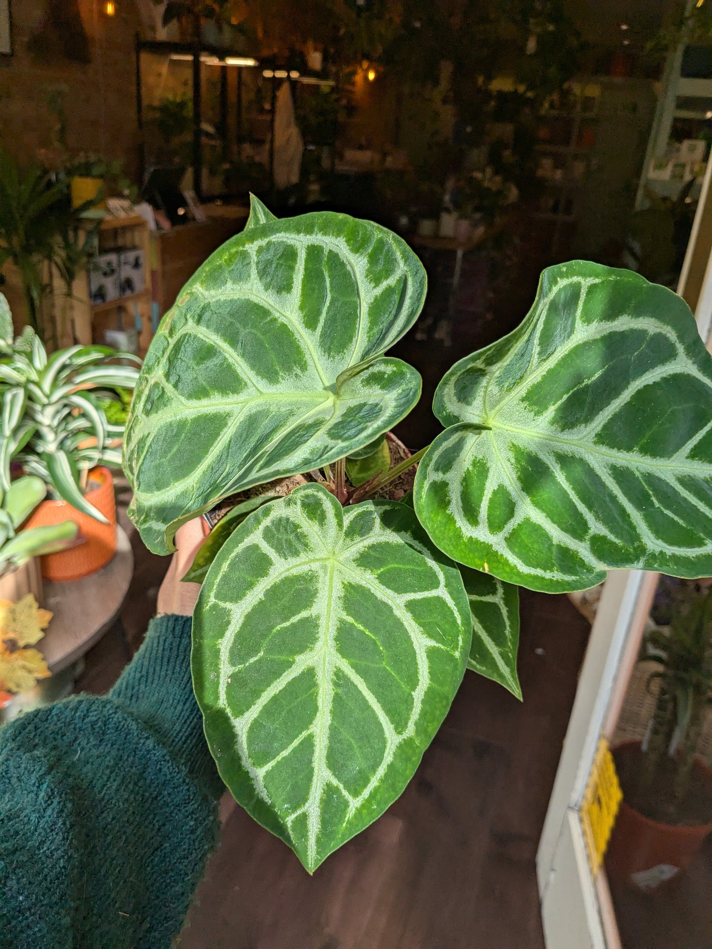 Person holding a green leafy plant with white veins in an indoor setting