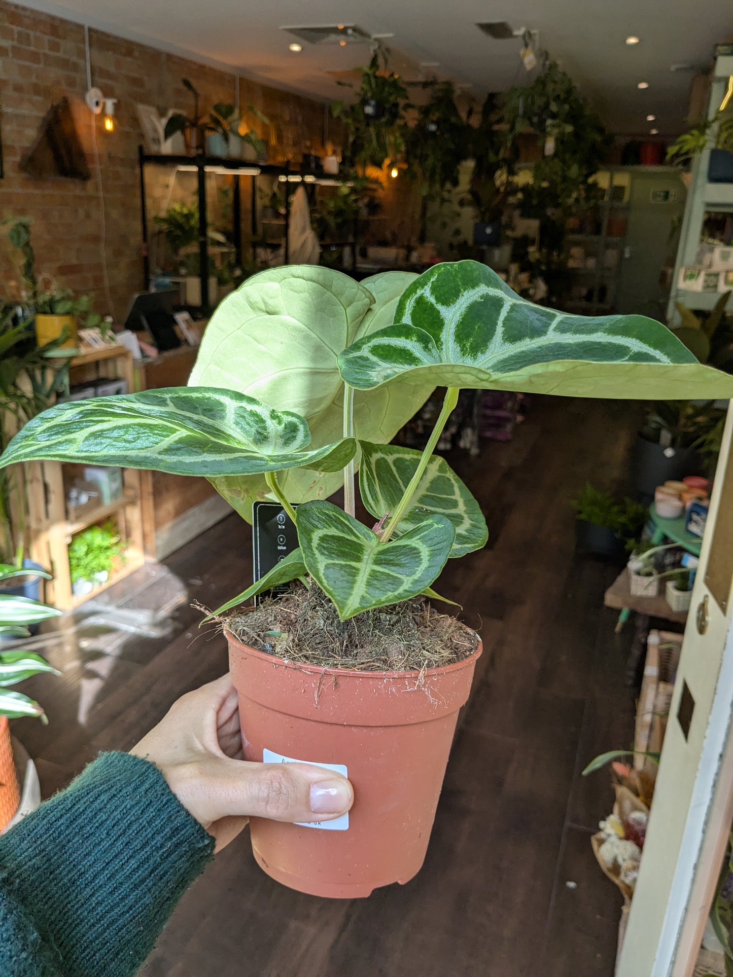 Person holding a potted plant in a store with plants and furniture in the background