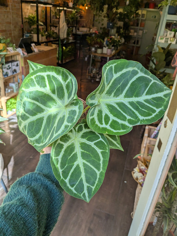 Person holding a green leafy plant with white veins in an indoor setting