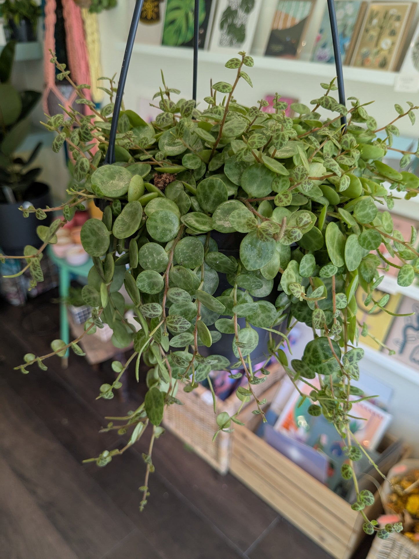Peperomia Prostrata