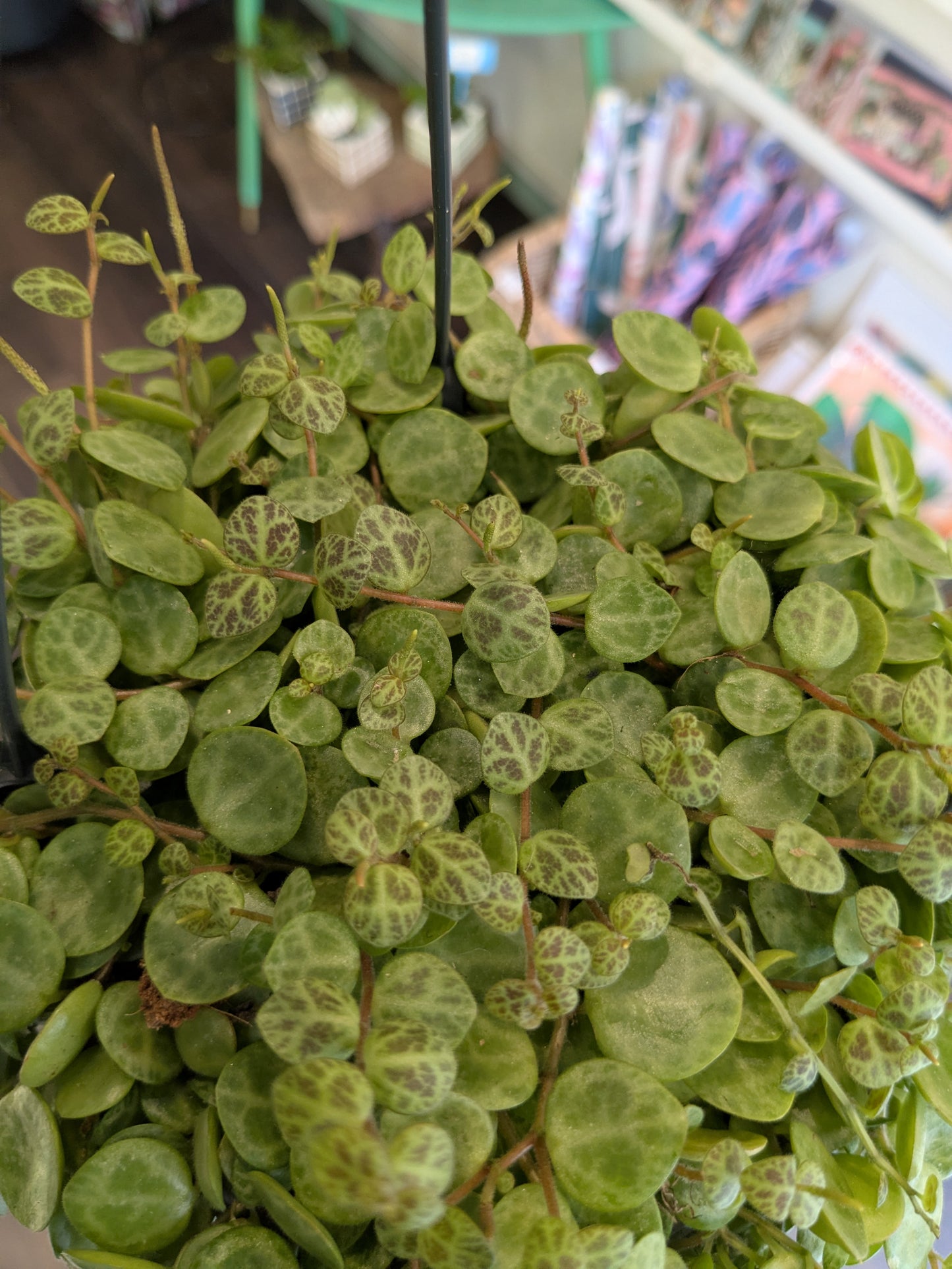 Peperomia Prostrata