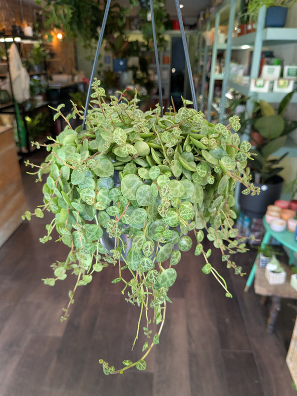 Peperomia Prostrata