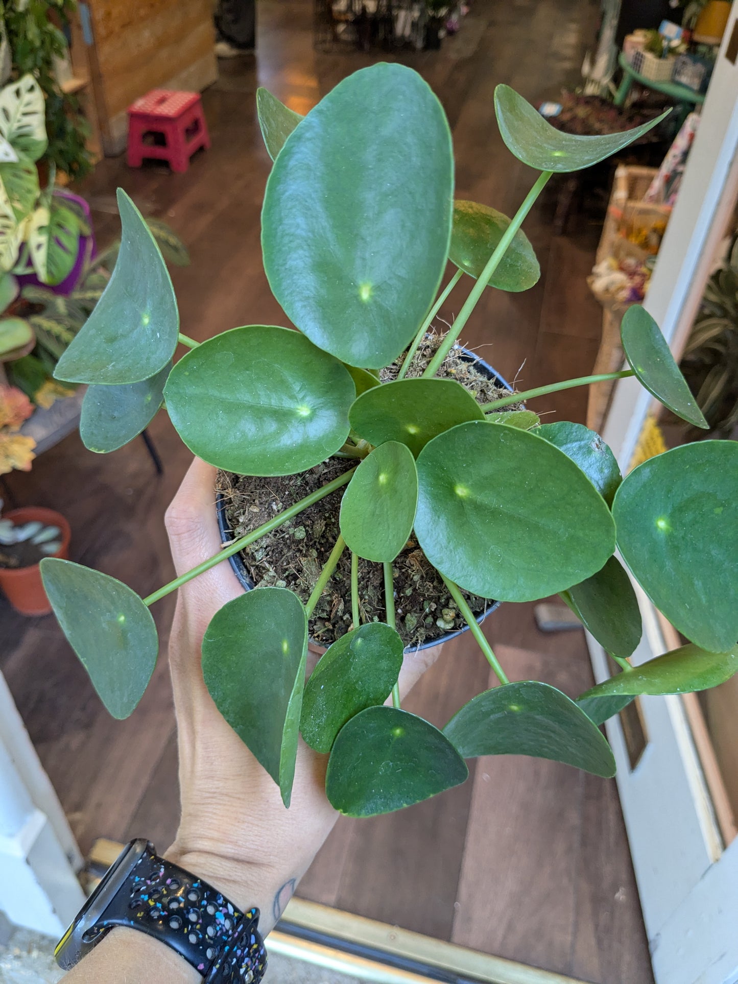 Pilea peperomioides plant held by a person indoors