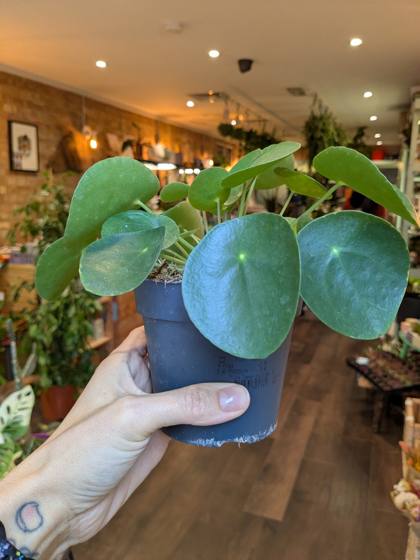 Person holding a small potted plant in a indoor setting with plants in the background