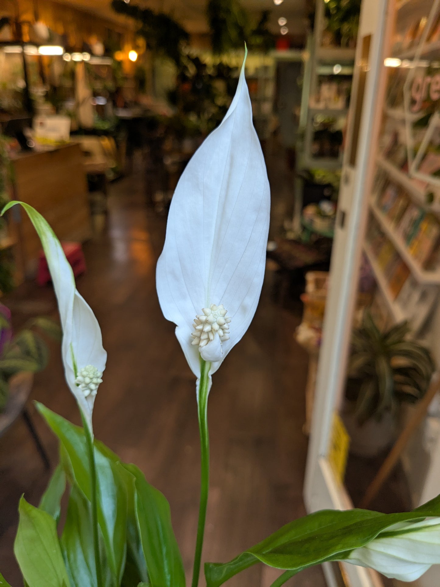 White spathiphyllum flowers with a blurred indoor setting in the background