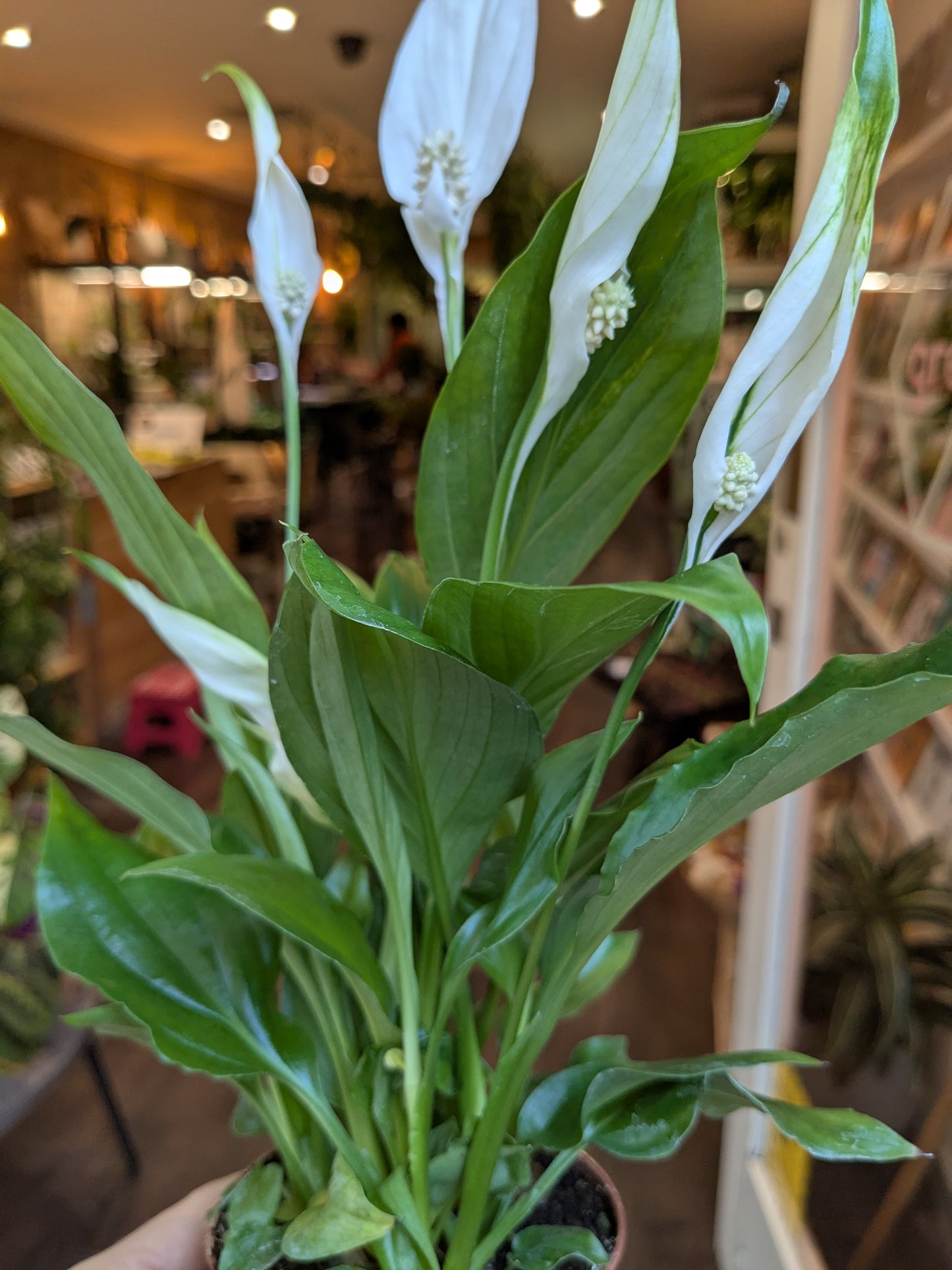 Green plant with white flowers in a blurred indoor setting
