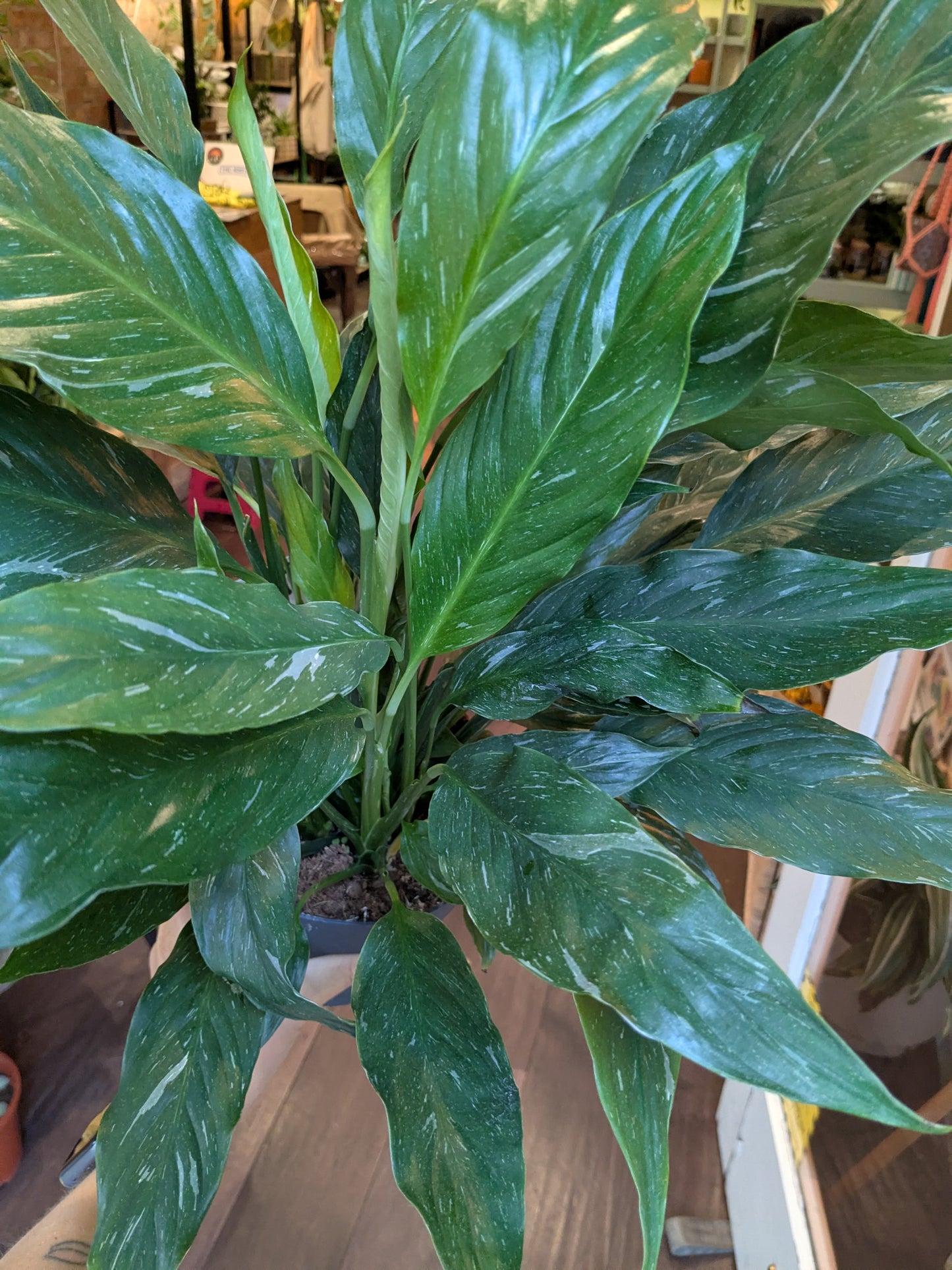 Green potted plant with large leaves on a wooden surface