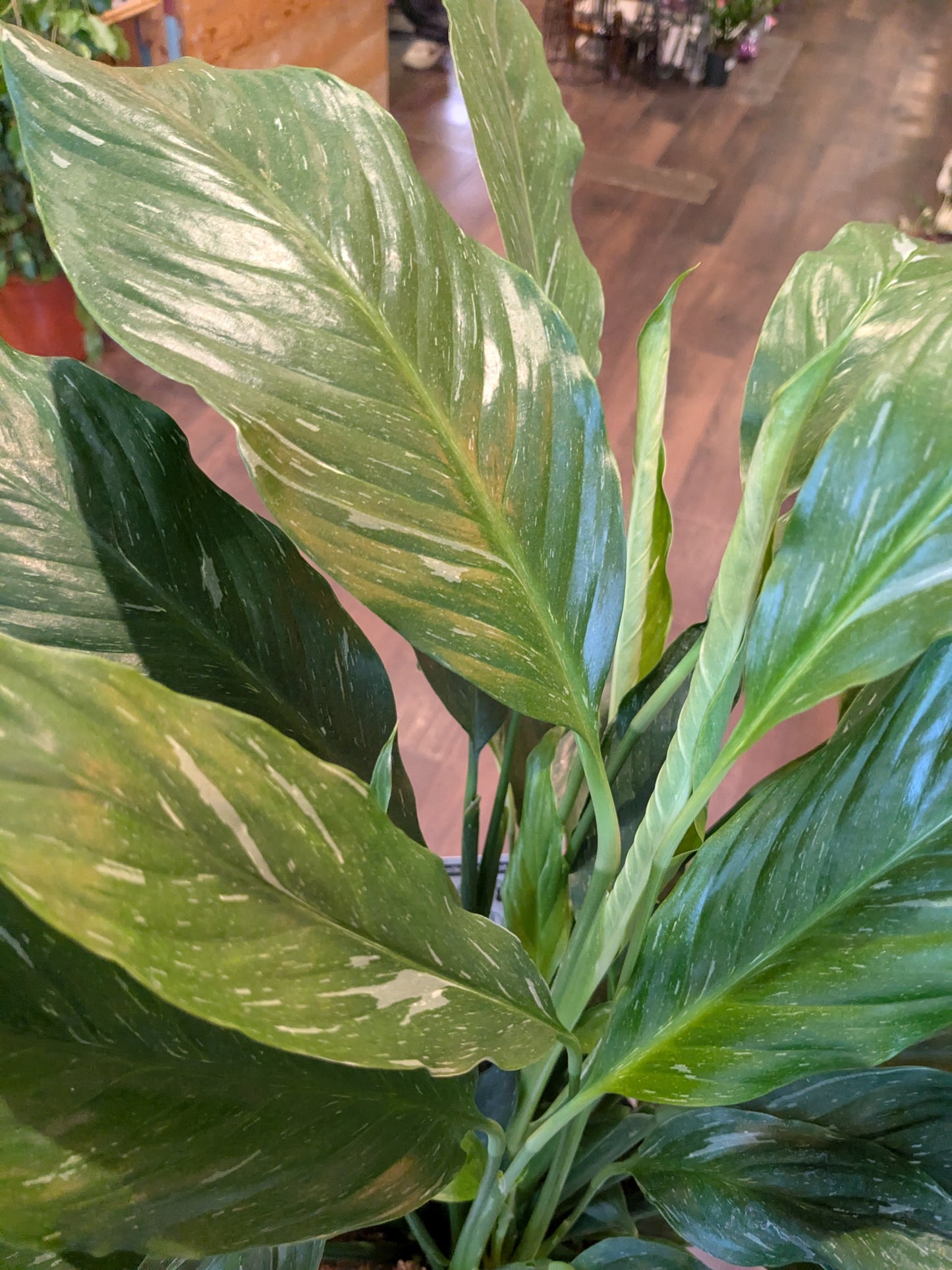 Close-up of a green leafy plant with a blurred background