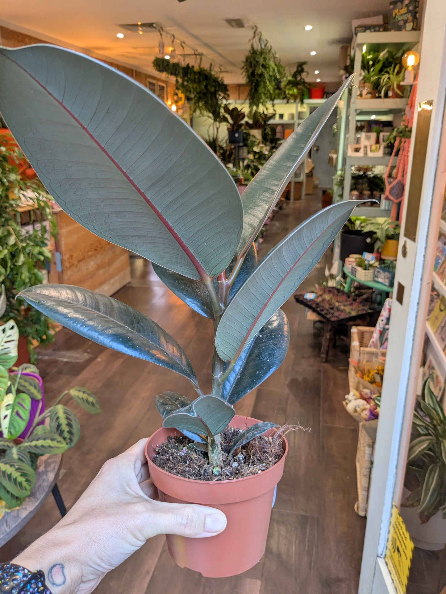 Person holding a potted plant in a store setting