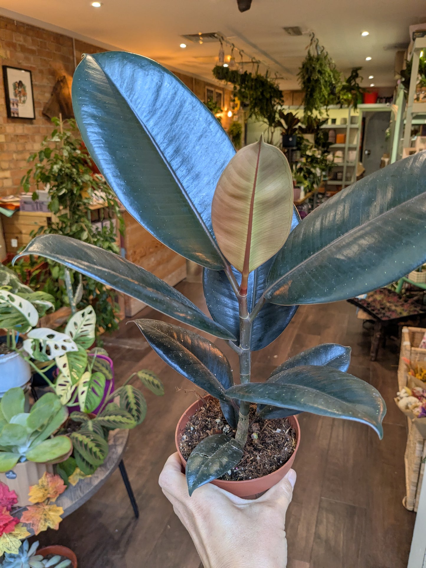 Large potted plant with broad leaves in a store setting