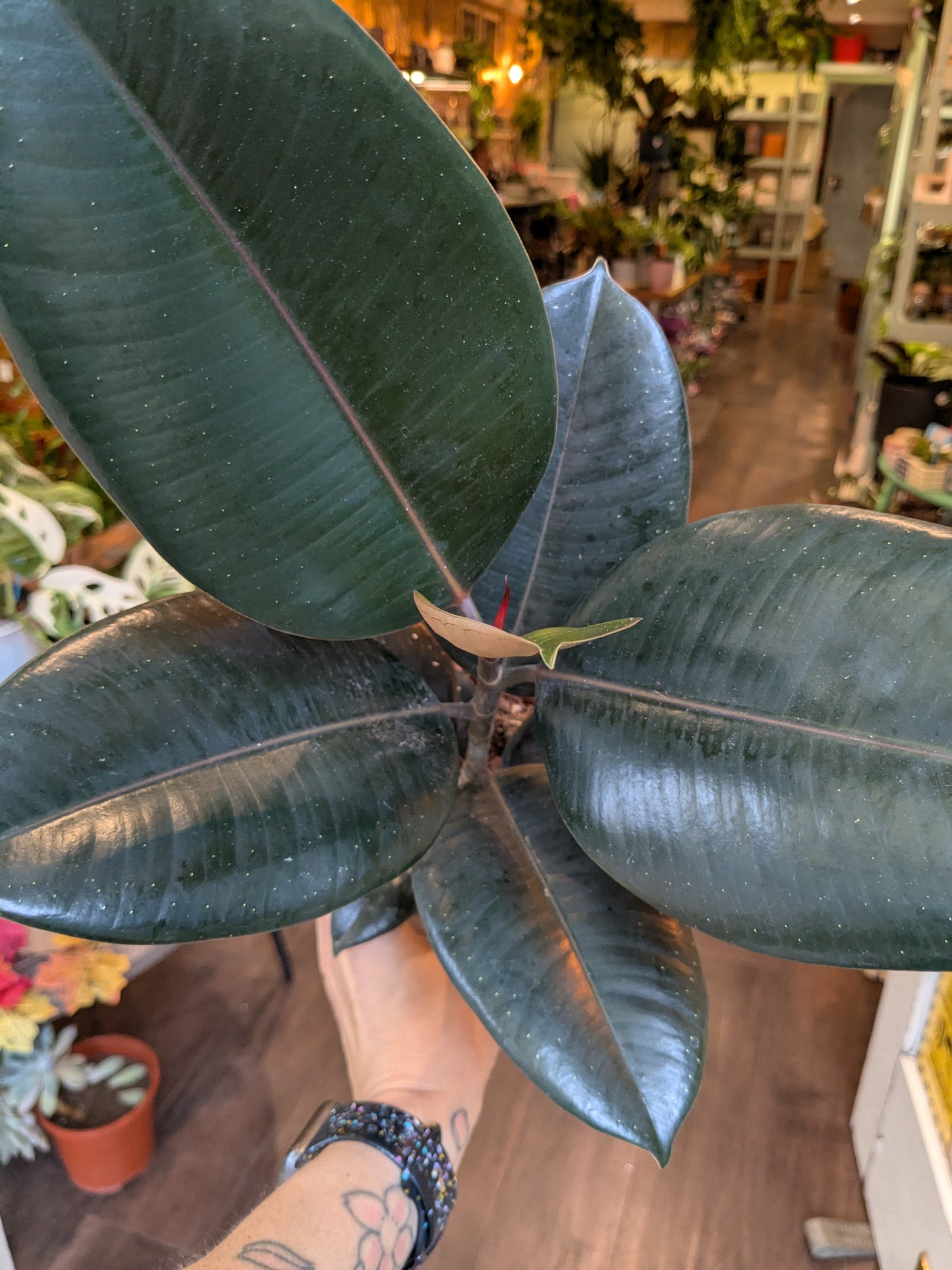 Close-up of a person holding a large green leafy plant with a blurred indoor setting in the background.
