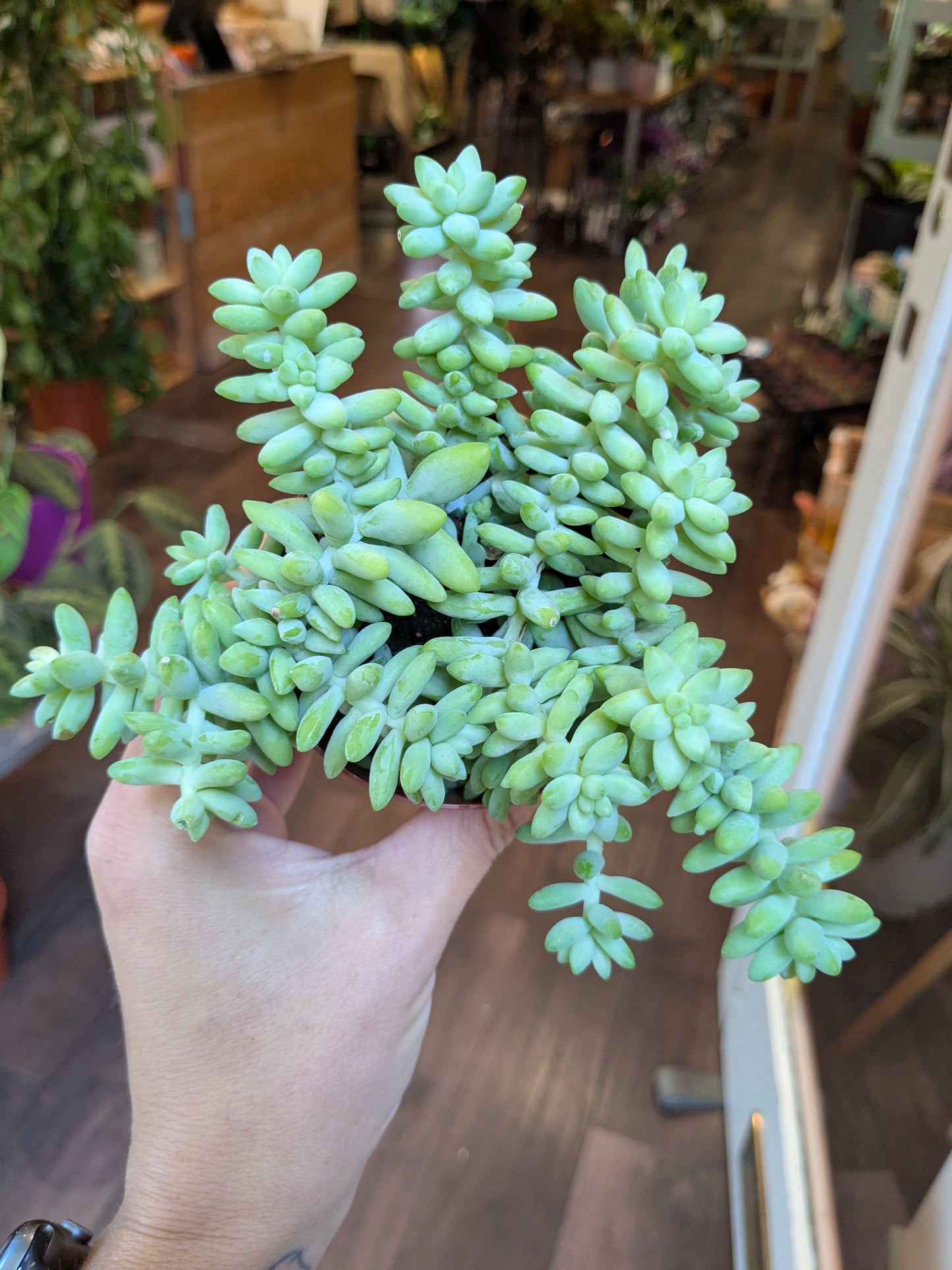 Person holding a succulent plant in a store setting