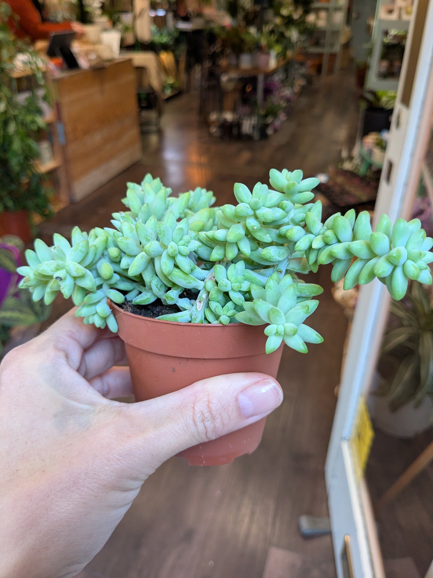 Small potted succulent held in a hand with a store interior in the background
