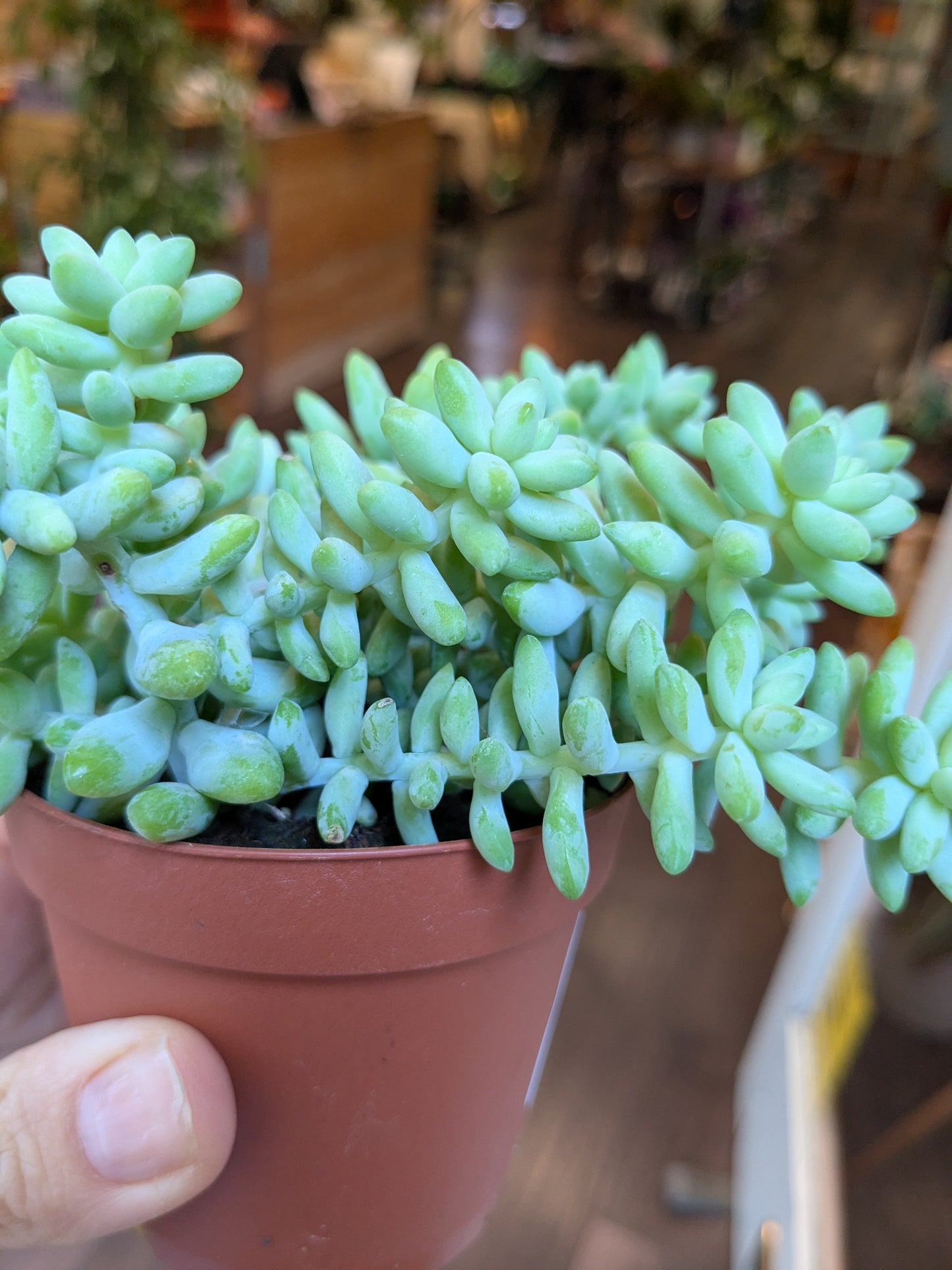 Green succulent plant in a pot held by a person with a blurred indoor background
