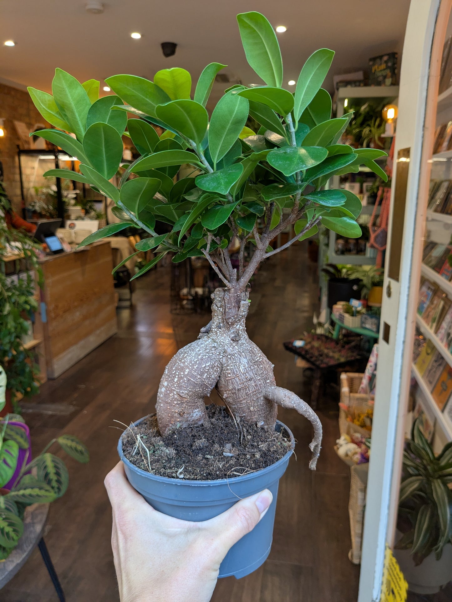 Potted plant held in a store with blurred background