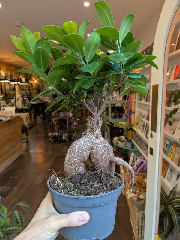 Potted plant held in a store setting