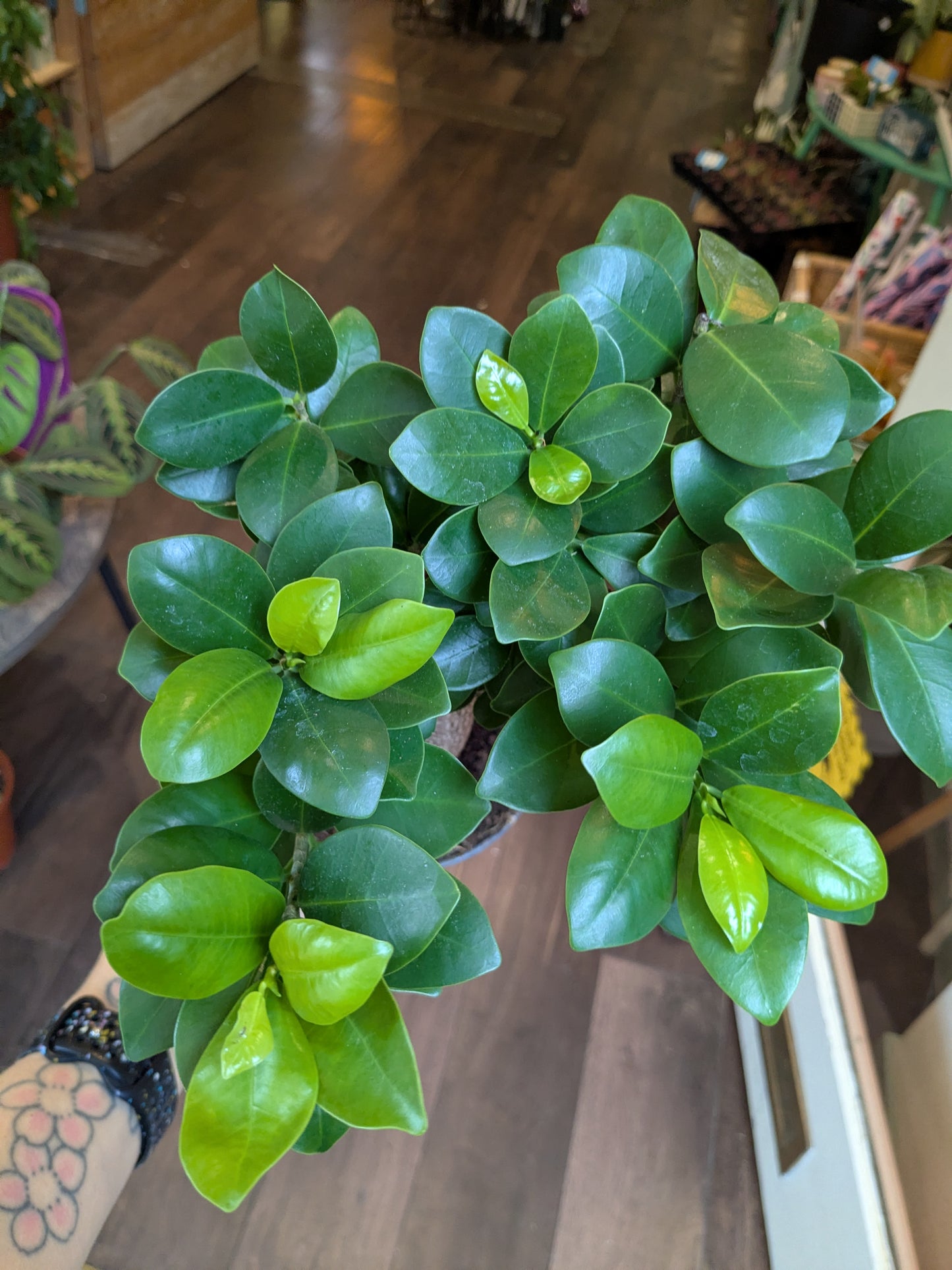Green potted plant on a wooden floor with blurred background