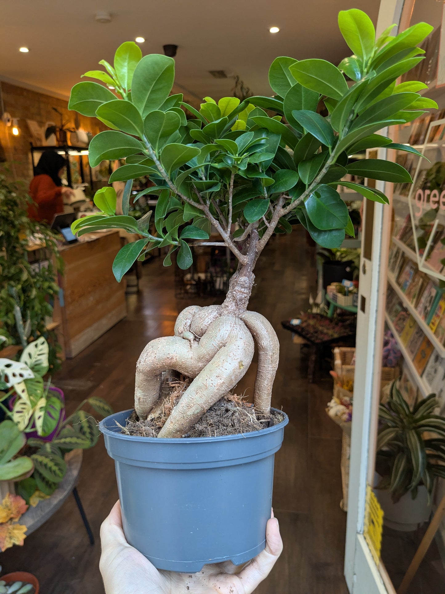 Potted plant with twisted trunk held indoors, possibly in a store or cafe.