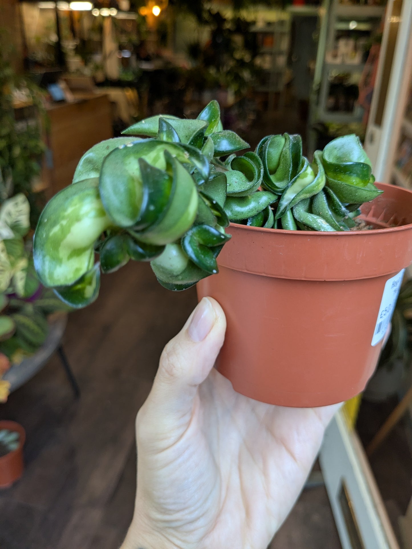 Small potted succulent held in a hand with a blurred indoor setting in the background