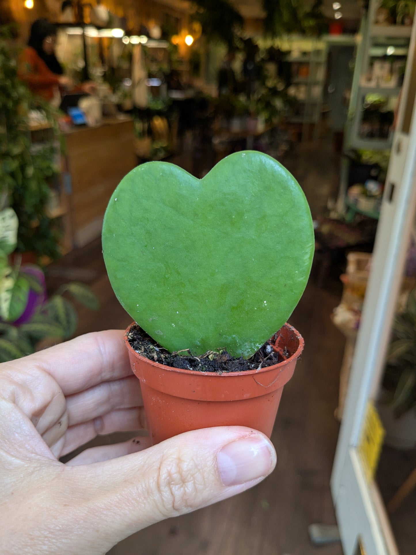 Heart-shaped green plant in a small pot held by a hand in an indoor setting.