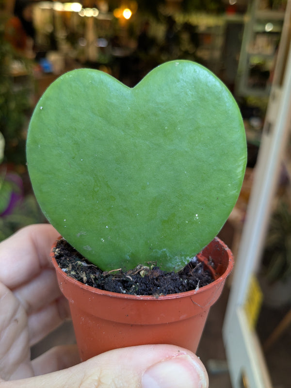 Heart-shaped green plant in a small pot held by a person.