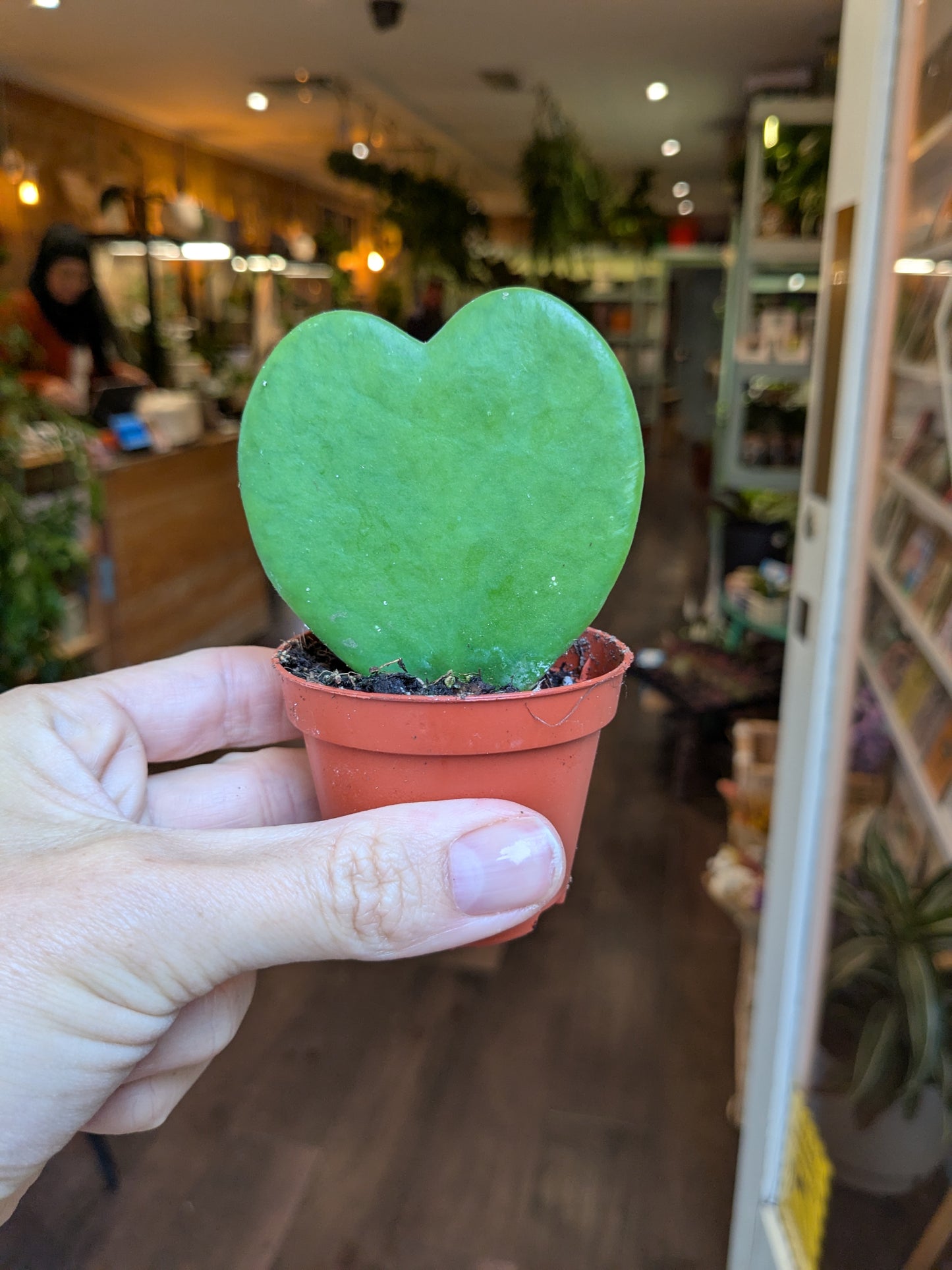 Heart-shaped green succulent plant held in a pot by a hand in an indoor setting.