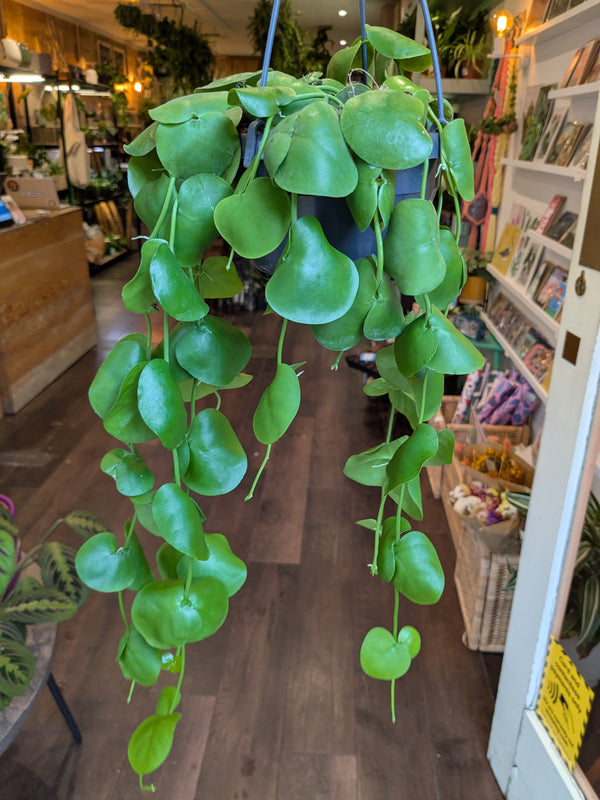 Hanging green plant in a store setting with books and products in the background