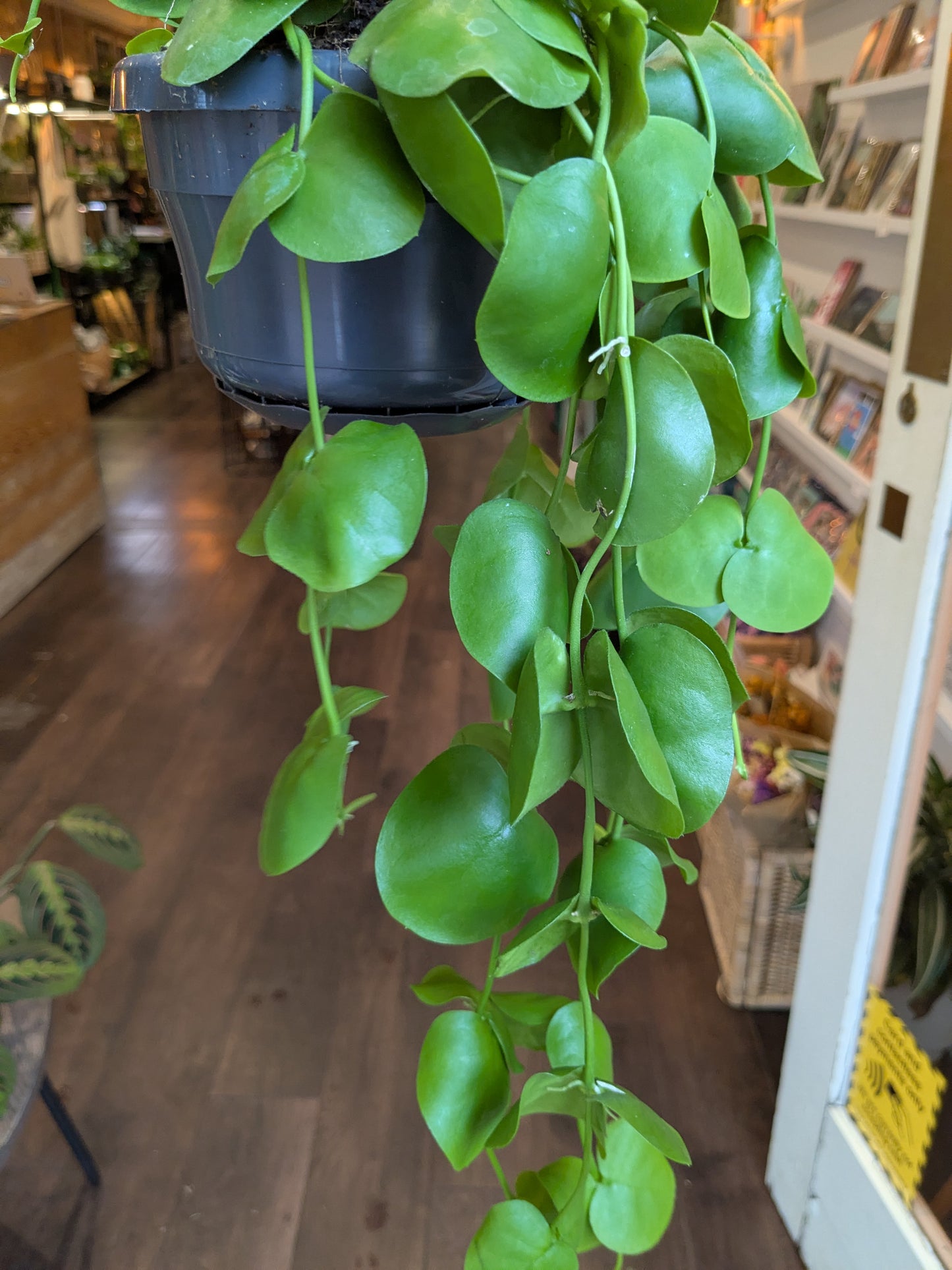 Hanging green plant in a store setting