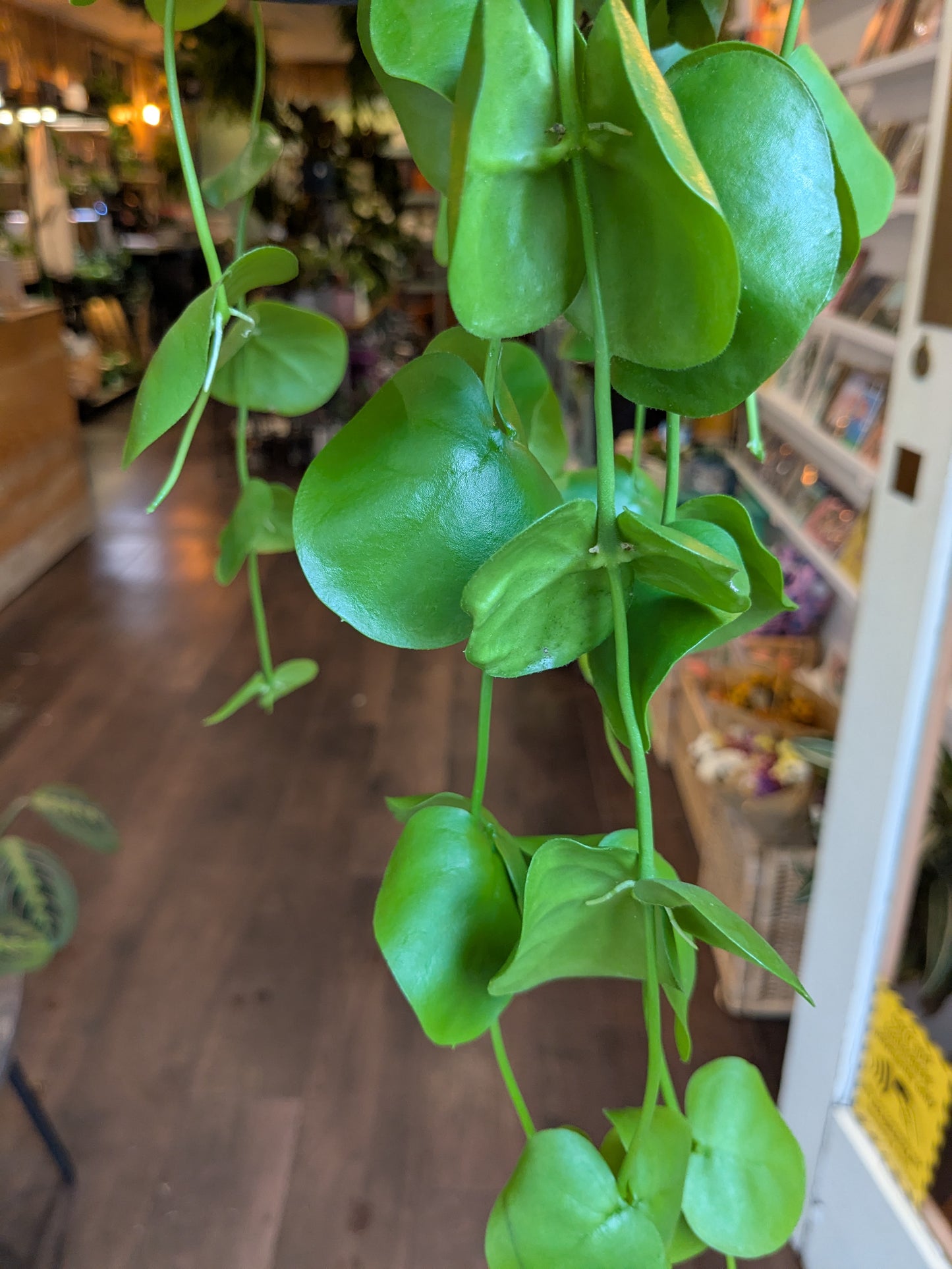 Green hanging plant in a store setting