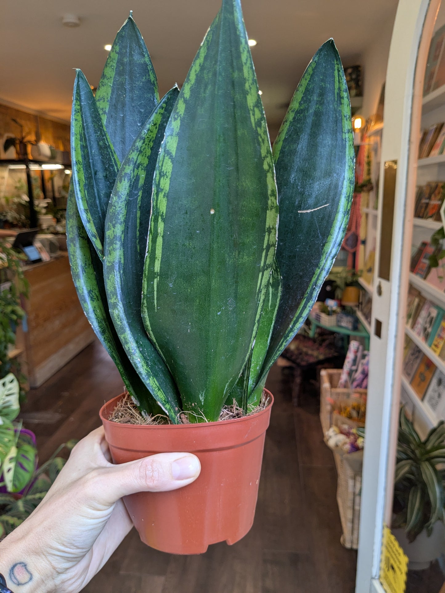 Person holding a potted snake plant in a store setting