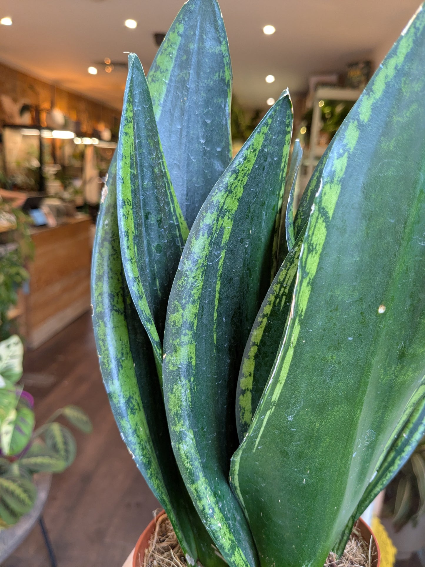 Close-up of a green snake plant with a blurred indoor background