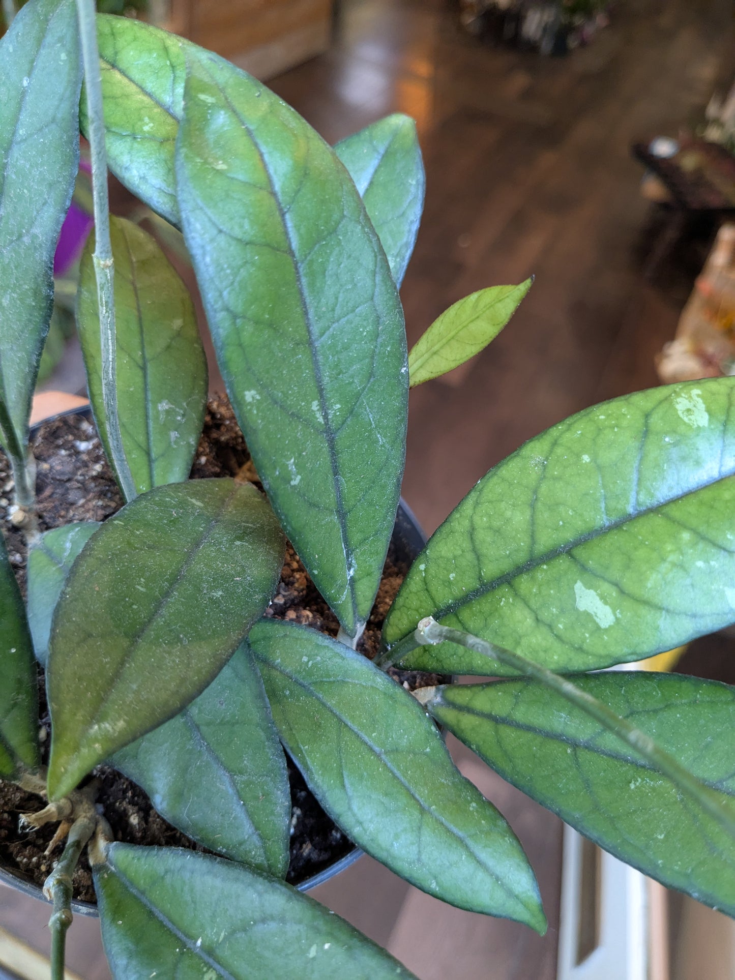 Close-up of a green leafy plant with a blurred background