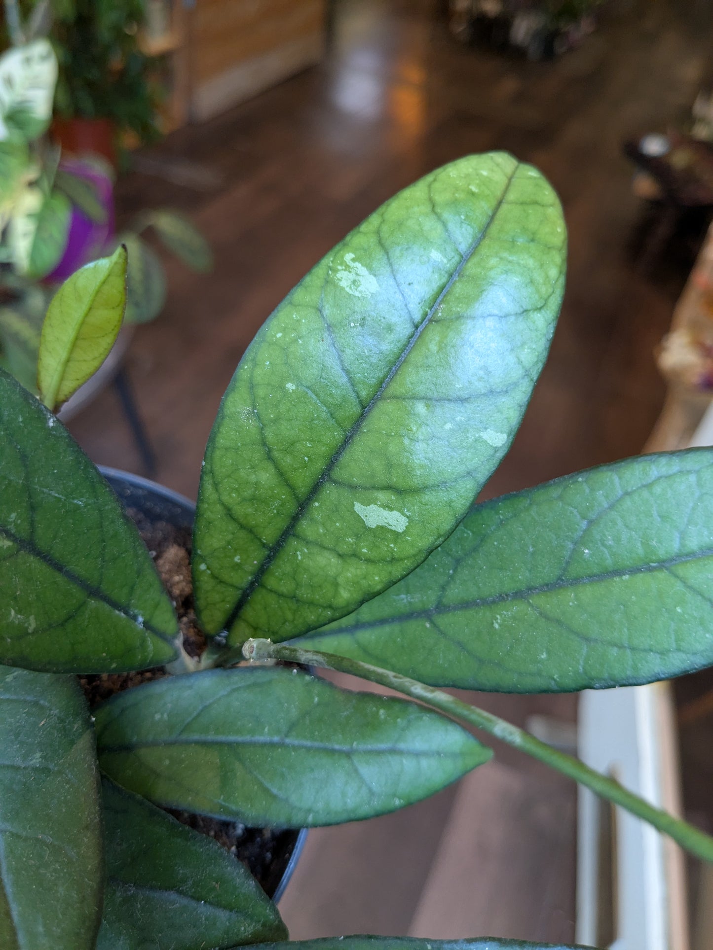 Close-up of green leaves with a blurred indoor background